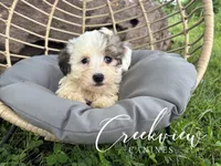 Bullseye, a male Havanese for sale in Niangua, MO – 2 of 6