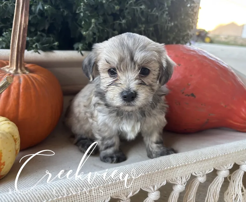 Max – Havanese puppy for sale in Niangua, MO