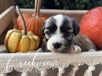 Albert, a male Havanese for sale in Niangua, MO – 1 of 5