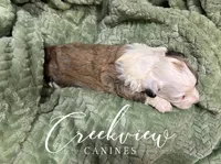 Jo, a female Havachon for sale in Niangua, MO – 4 of 9