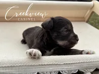 Boston, a male Miniature Schnauzer for sale in Niangua, MO – Photo 1 of 4