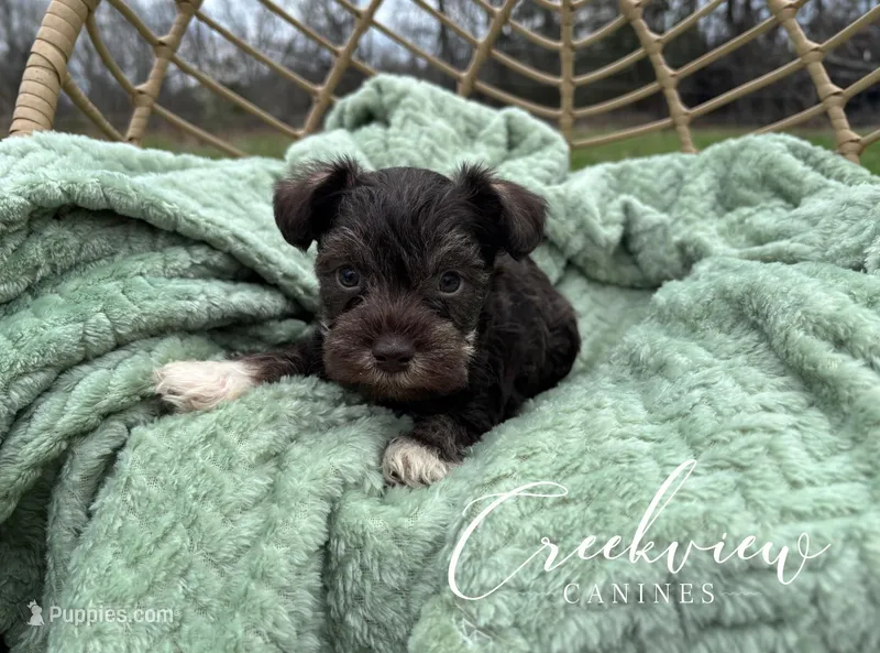 Boston – Miniature Schnauzer puppy for sale in Niangua, MO
