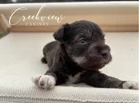 Boston, a male Miniature Schnauzer for sale in Niangua, MO – Photo 2 of 4