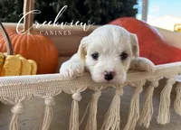 Willy, a male Havanese for sale in Niangua, MO – 2 of 6