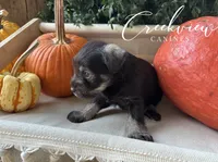 Magnolia, a female Miniature Schnauzer for sale in Niangua, MO – 6 of 6