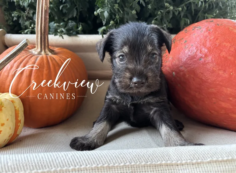Magnolia – Miniature Schnauzer puppy for sale in Niangua, MO