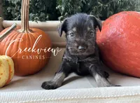 Magnolia, a female Miniature Schnauzer for sale in Niangua, MO – 1 of 6