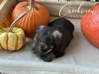 Mason, a male Miniature Schnauzer for sale in Niangua, MO – 2 of 5