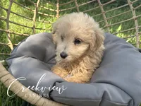 Nugget, a male Havapoo for sale in Niangua, MO – 2 of 6