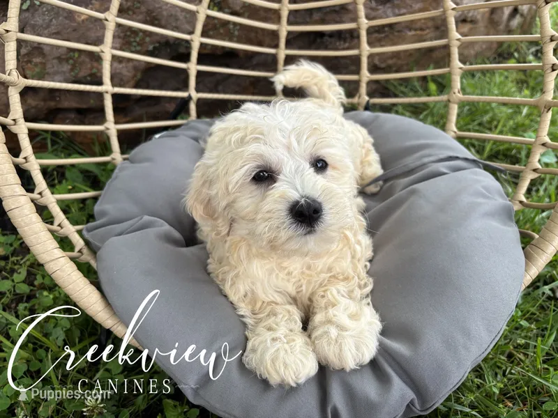 Louisa – Havachon puppy for sale in Niangua, MO