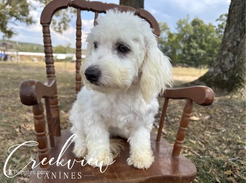 Meg – Havachon puppy for sale in Niangua, MO