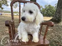 Meg* Spay Included*, a female Havachon for sale in Niangua, MO – 1 of 10