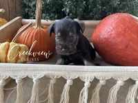 Magnolia, a female Miniature Schnauzer for sale in Niangua, MO – 3 of 6