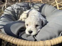 June, a female Havachon for sale in Niangua, MO – Photo 2 of 3