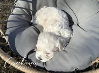 June, a female Havachon for sale in Niangua, MO – Photo 3 of 3