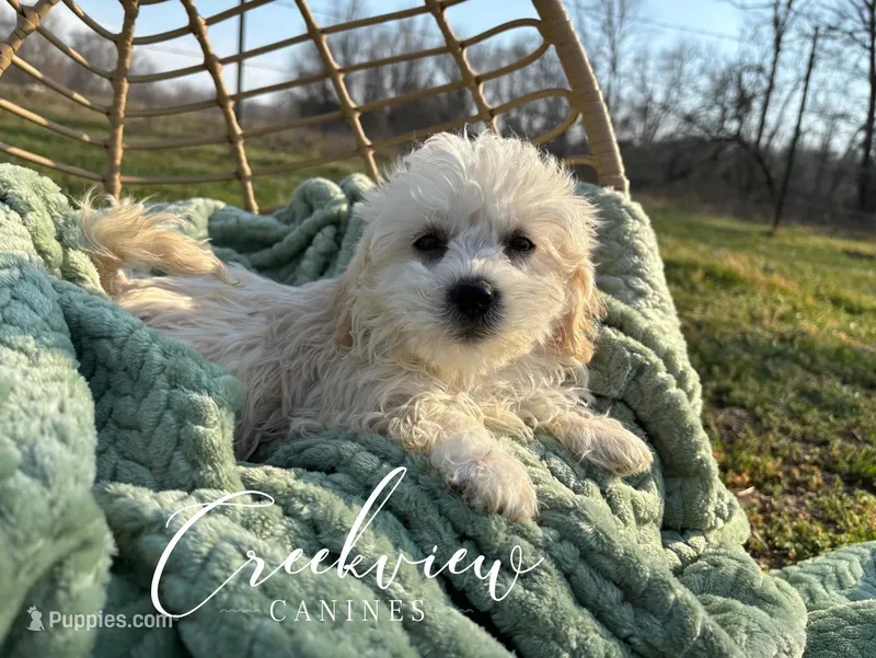 June – Havachon puppy for sale in Niangua, MO