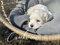 June, a female Havachon for sale in Niangua, MO – Photo 1 of 3