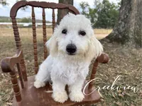 Beth *Spay Included*, a female Havachon for sale in Niangua, MO – 2 of 10