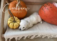 Mary, a male Havanese for sale in Niangua, MO – 3 of 4