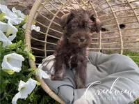 Matilda, a female Miniature Schnauzer for sale in Niangua, MO – 2 of 5