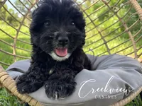 Moon Pie, a female Havapoo for sale in Niangua, MO – 3 of 8
