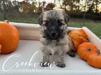 Devi, a female Havanese for sale in Niangua, MO – Photo 4 of 5