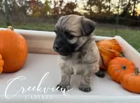 Devi, a female Havanese for sale in Niangua, MO – Photo 5 of 5