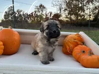 Devi, a female Havanese for sale in Niangua, MO – Photo 2 of 5
