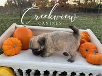 Devi, a female Havanese for sale in Niangua, MO – Photo 3 of 5