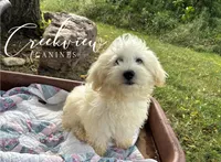 Amy, a female Havachon for sale in Niangua, MO – 2 of 10