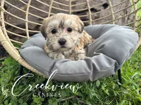 Karla, a female Havanese for sale in Niangua, MO – 6 of 8