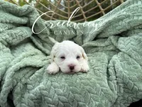 Meg, a female Havachon for sale in Niangua, MO – 2 of 6