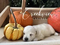 Mary, a male Havanese for sale in Niangua, MO – 4 of 4