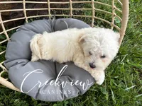 Amy, a female Havachon for sale in Niangua, MO – 5 of 10