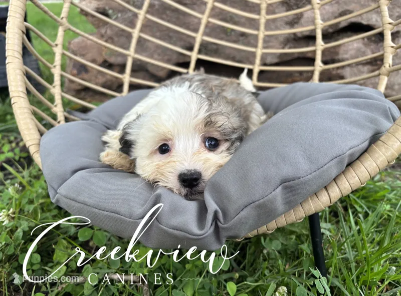 Bullseye – Havanese puppy for sale in Niangua, MO