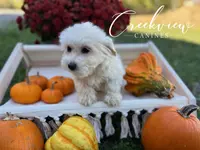 Annie, a female Havachon for sale in Niangua, MO – Photo 5 of 6