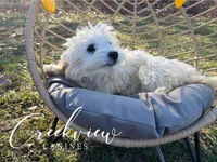 Annie, a female Havachon for sale in Niangua, MO – Photo 3 of 6