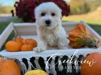 Annie, a female Havachon for sale in Niangua, MO – Photo 4 of 6