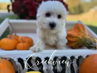 Annie, a female Havachon for sale in Niangua, MO – Photo 6 of 6