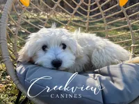 Annie, a female Havachon for sale in Niangua, MO – Photo 1 of 6