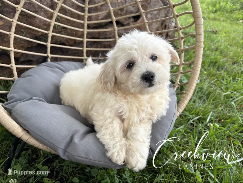 Amy – Havachon puppy for sale in Niangua, MO