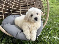 Amy, a female Havachon for sale in Niangua, MO – 1 of 10
