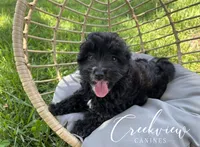 Moon Pie, a female Havapoo for sale in Niangua, MO – 8 of 8