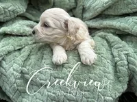 Louisa, a female Havachon for sale in Niangua, MO – 2 of 4