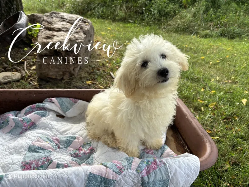 Amy – Havachon puppy for sale in Niangua, MO