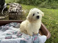 Amy, a female Havachon for sale in Niangua, MO – 1 of 10