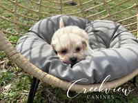 Douglas, a male Havanese for sale in Niangua, MO – Photo 2 of 3