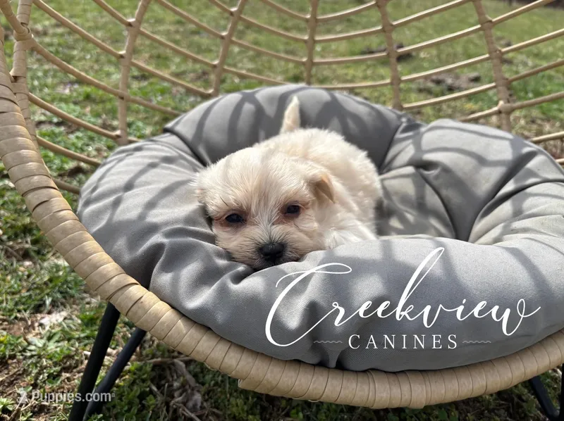 Douglas – Havanese puppy for sale in Niangua, MO