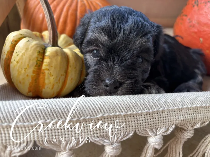 Almonzo – Havanese puppy for sale in Niangua, MO
