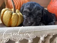 Almonzo, a male Havanese for sale in Niangua, MO – 1 of 5